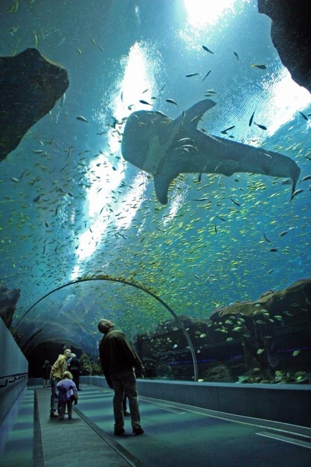 Georgia Aquarium Atlanta – World-Class Marine Life Experience in the USA