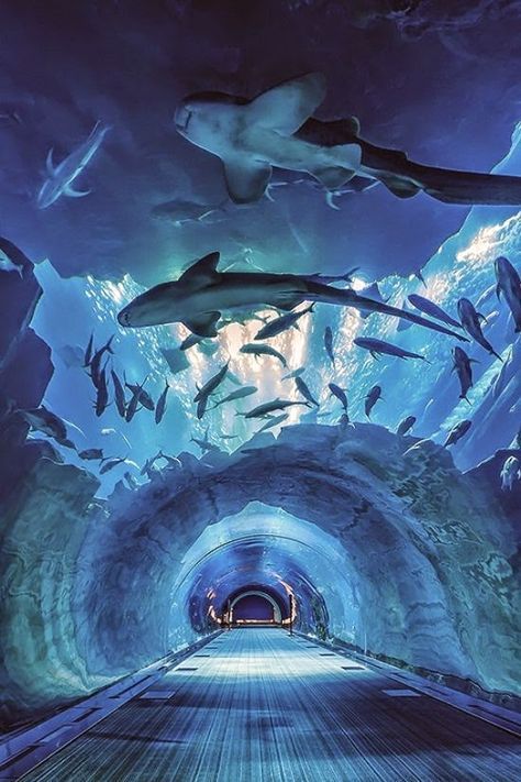Dubai Aquarium & Underwater Zoo Entry Tickets