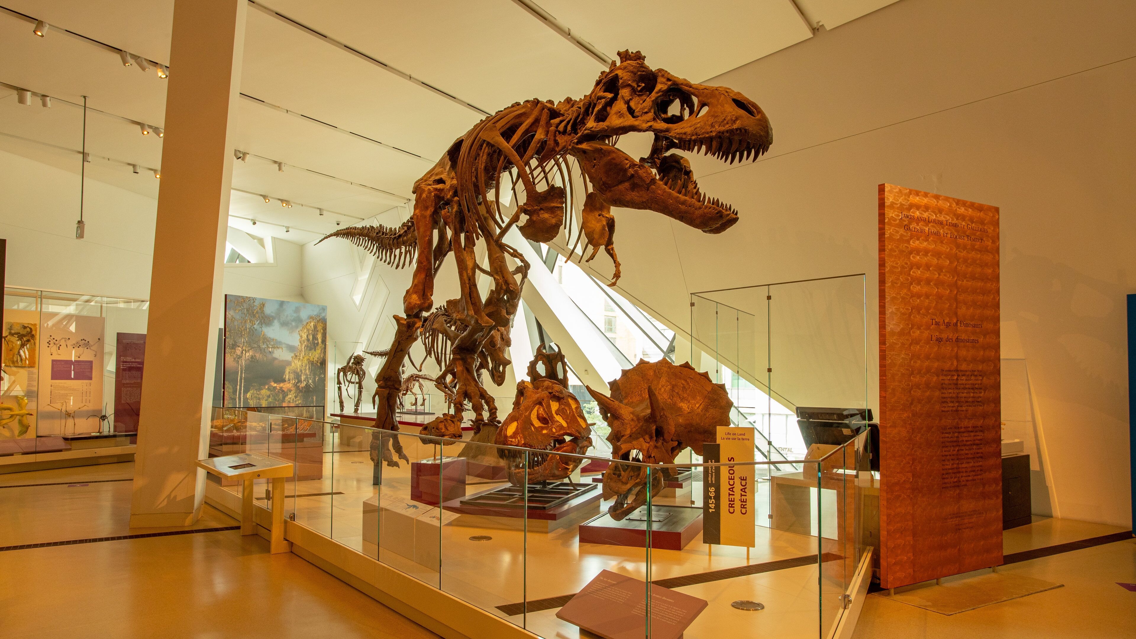 Royal Ontario Museum Admission Ticket