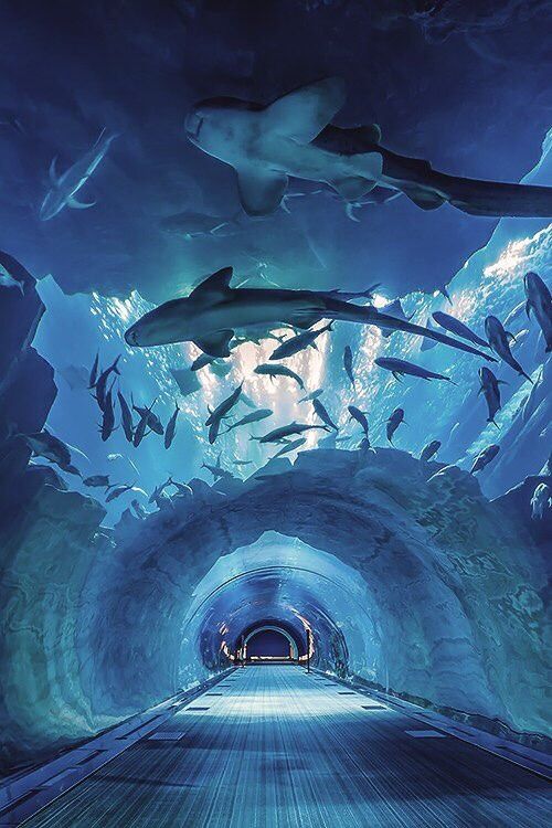 Georgia Aquarium Atlanta – World-Class Marine Life Experience in the USA