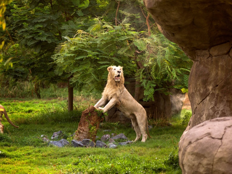 Dubai Safari Park Entry Ticket