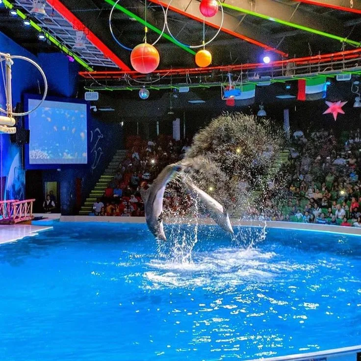 Dubai Dolphinarium Entry & Show Tickets