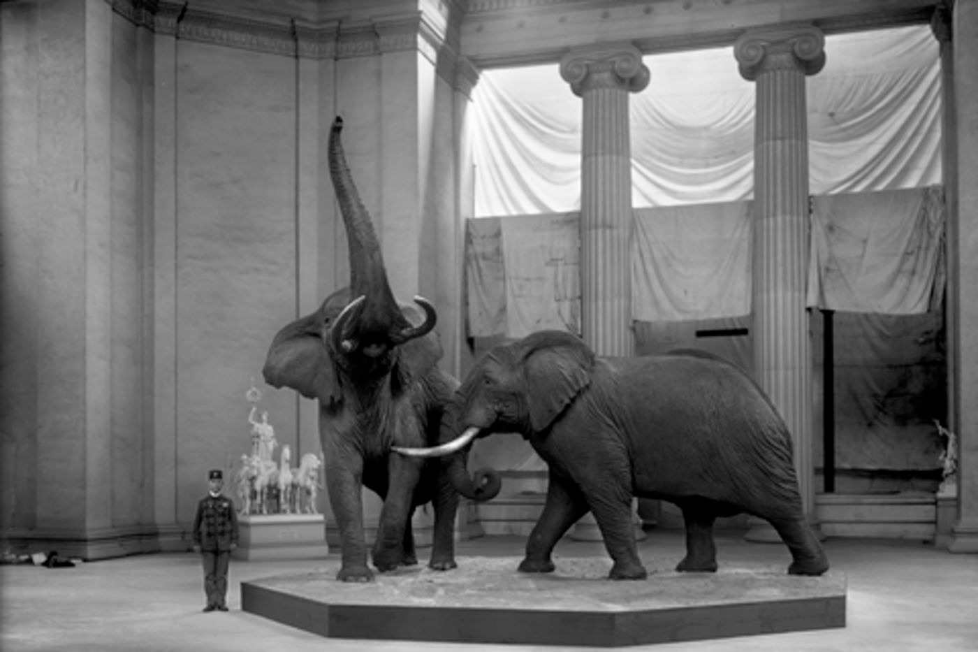 Field Museum of Natural History Entry Ticket