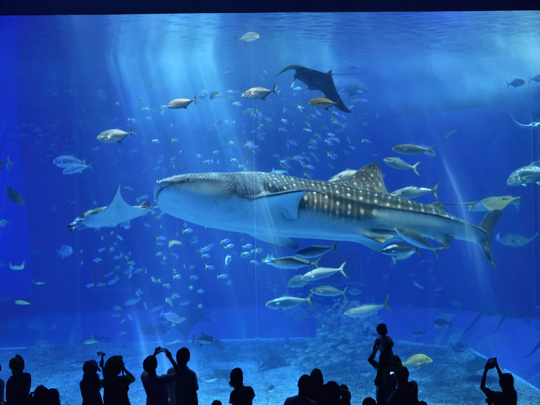 Okinawa Churaumi Aquarium Tickets