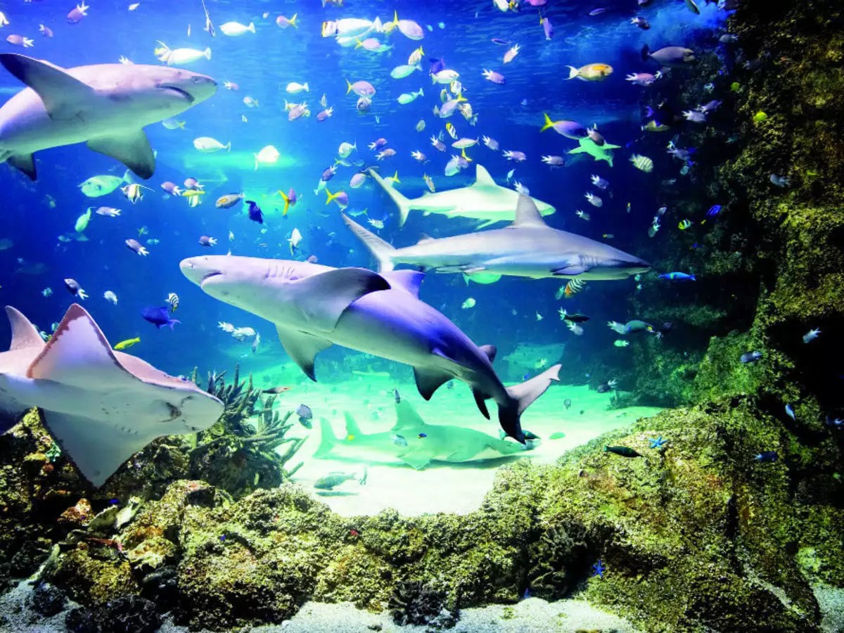 SEA LIFE Sydney Aquarium General Tickets