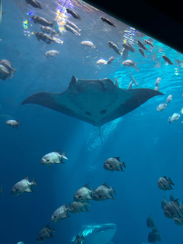 Georgia Aquarium Atlanta – World-Class Marine Life Experience in the USA