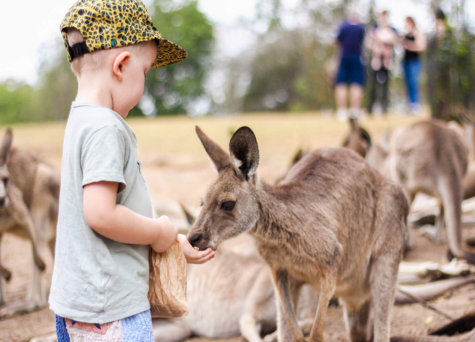 Lone Pine Koala Sanctuary General Entry Ticket