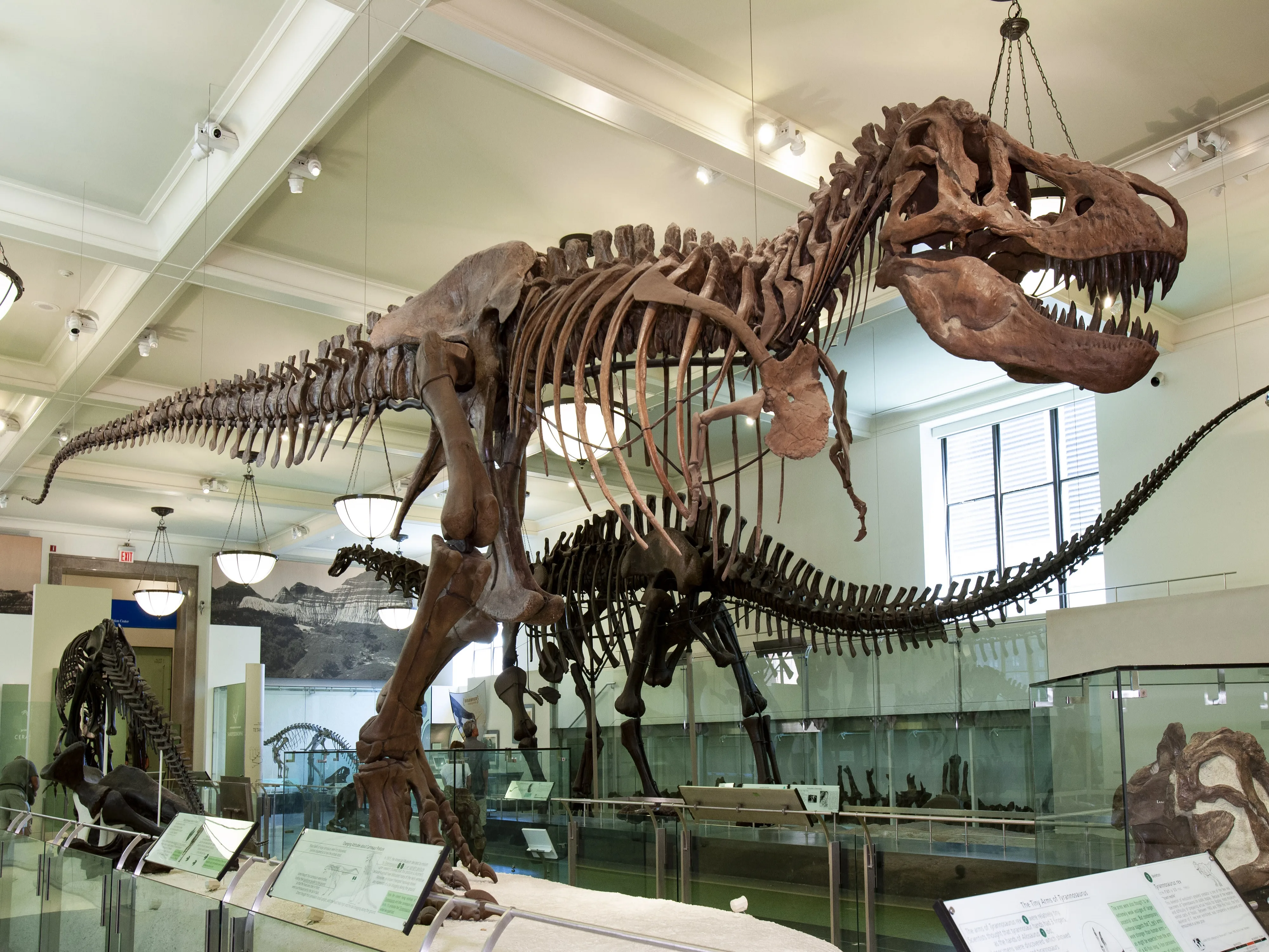 American Museum of Natural History Admission Tickets