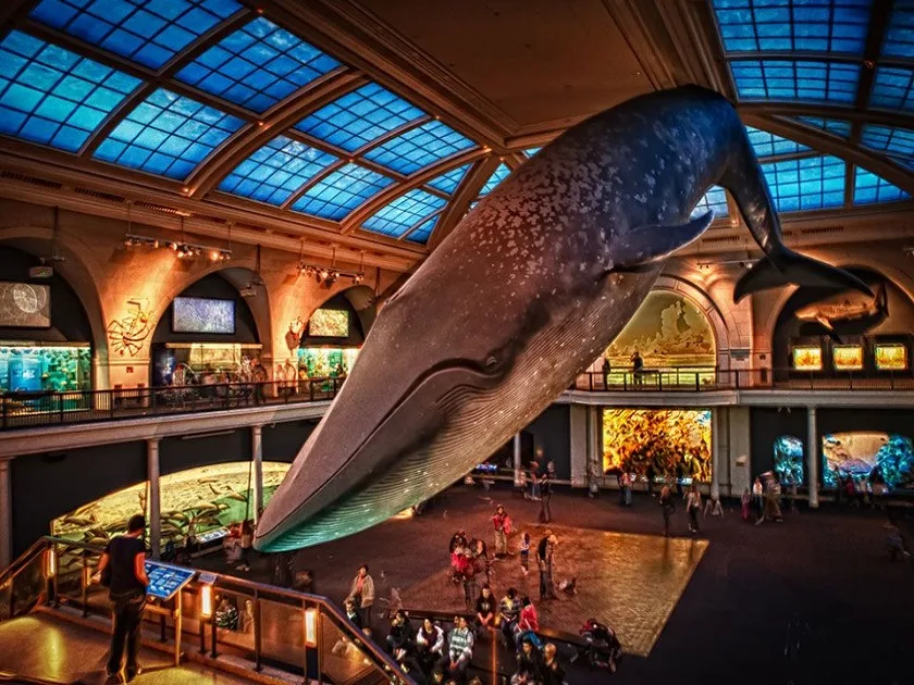 American Museum of Natural History Admission Tickets