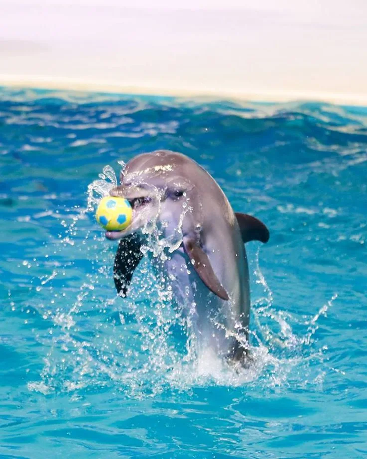 Dubai Dolphinarium Entry & Show Tickets