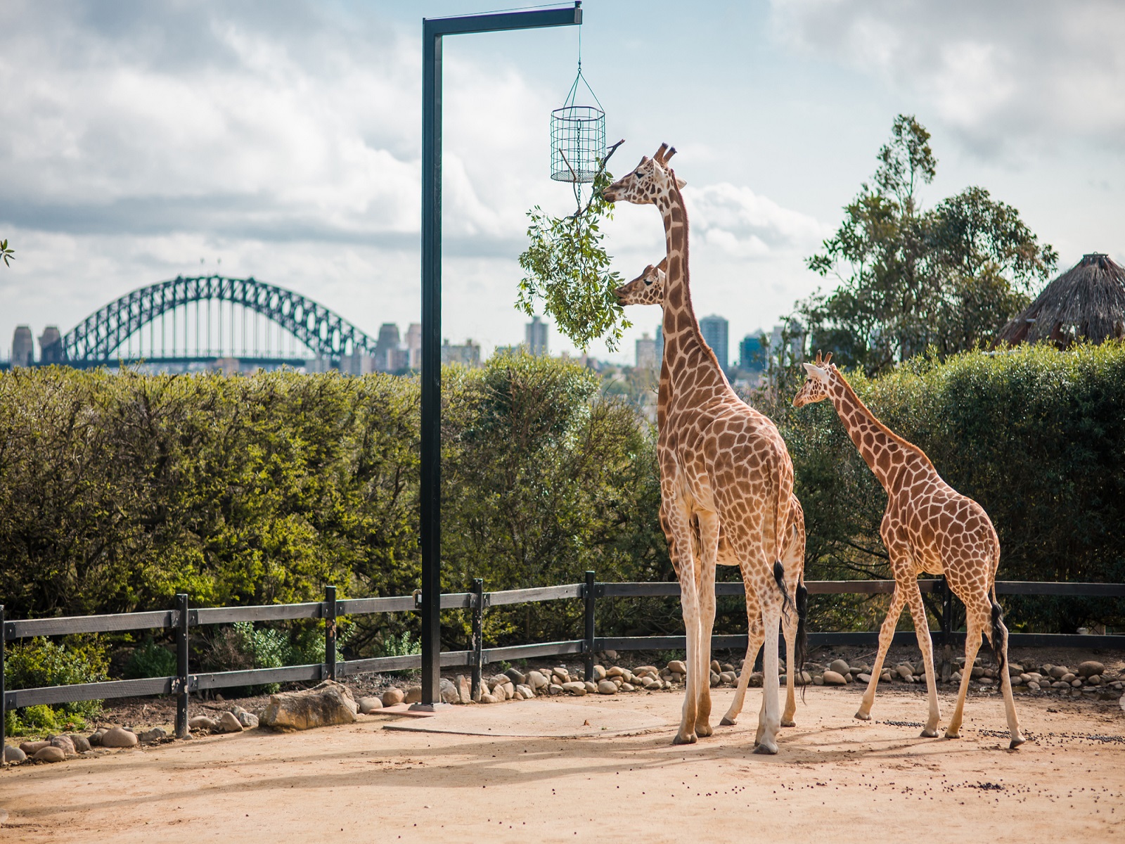Taronga Zoo Sydney Entry Ticket