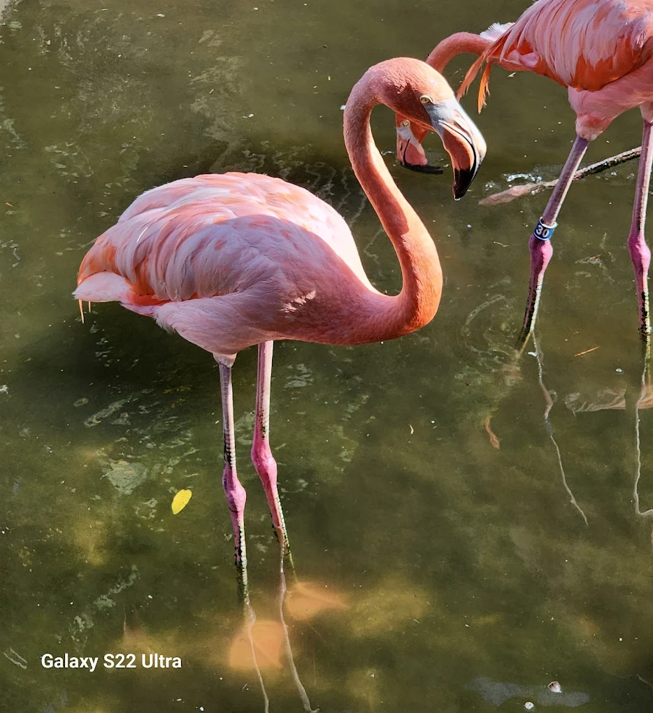 Gatorland Orlando Ticket