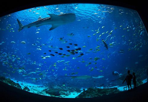 Georgia Aquarium Atlanta – World-Class Marine Life Experience in the USA