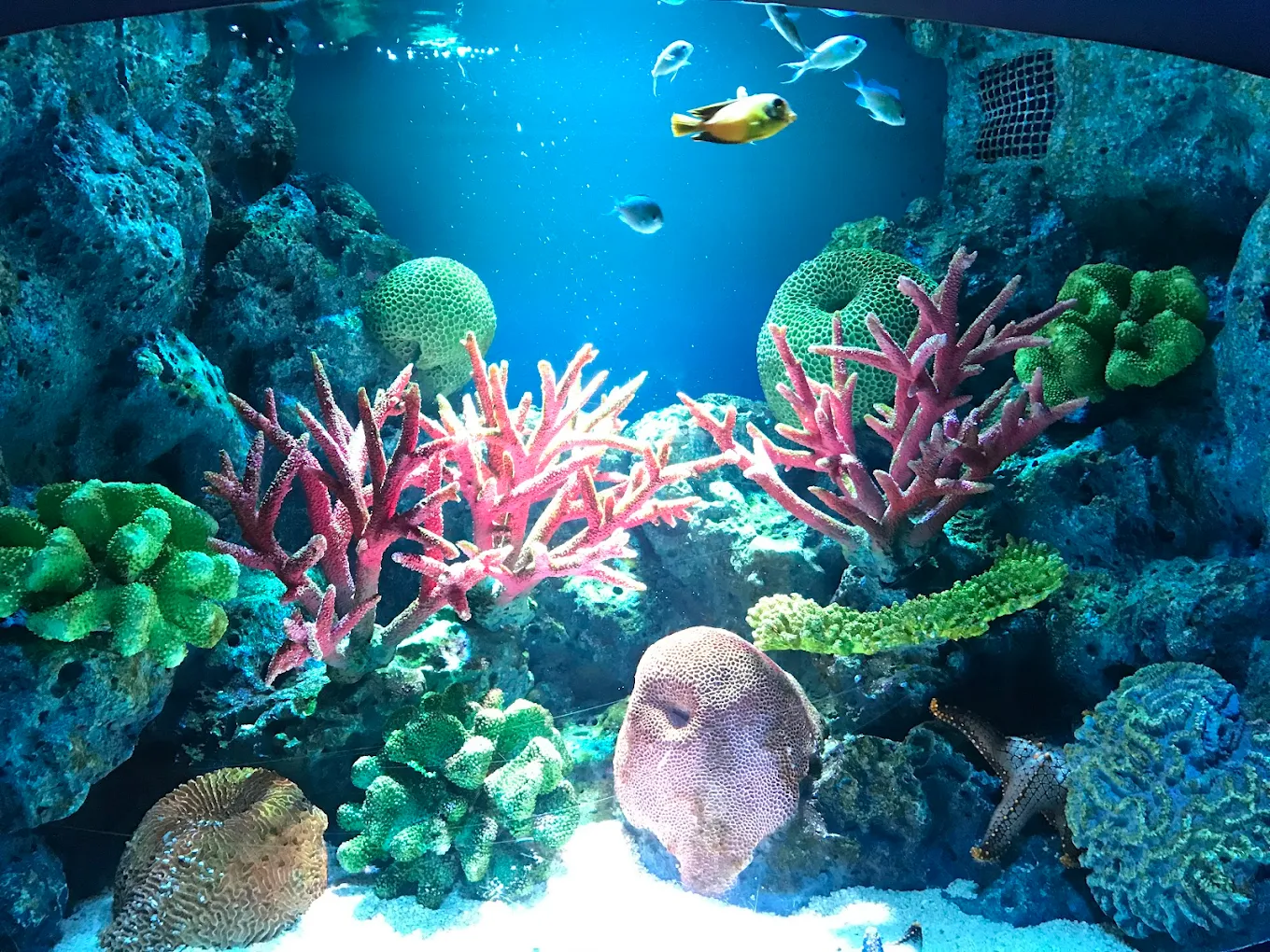 SEA LIFE Bangkok Ocean World Tickets