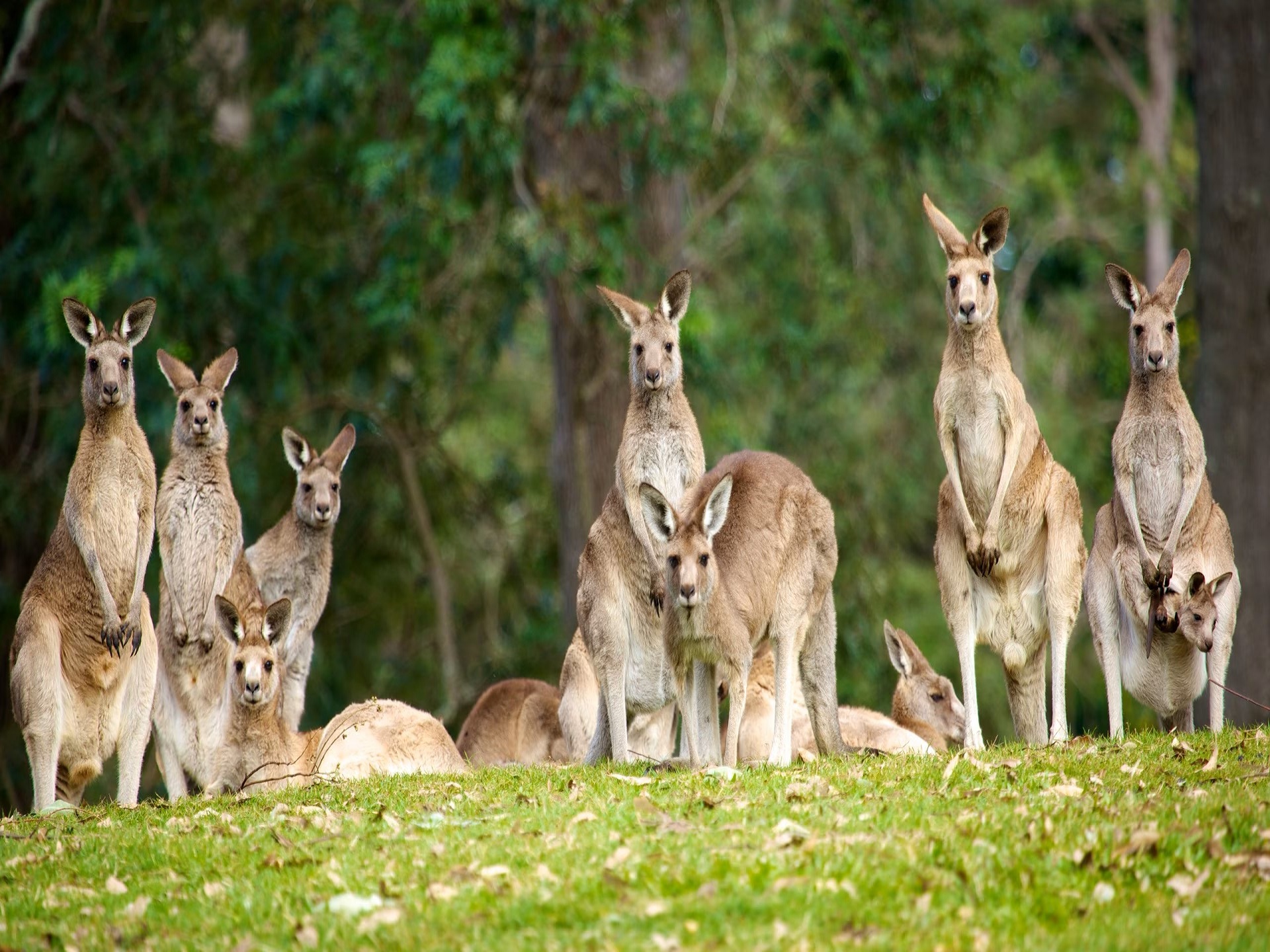 Lone Pine Koala Sanctuary General Entry Ticket