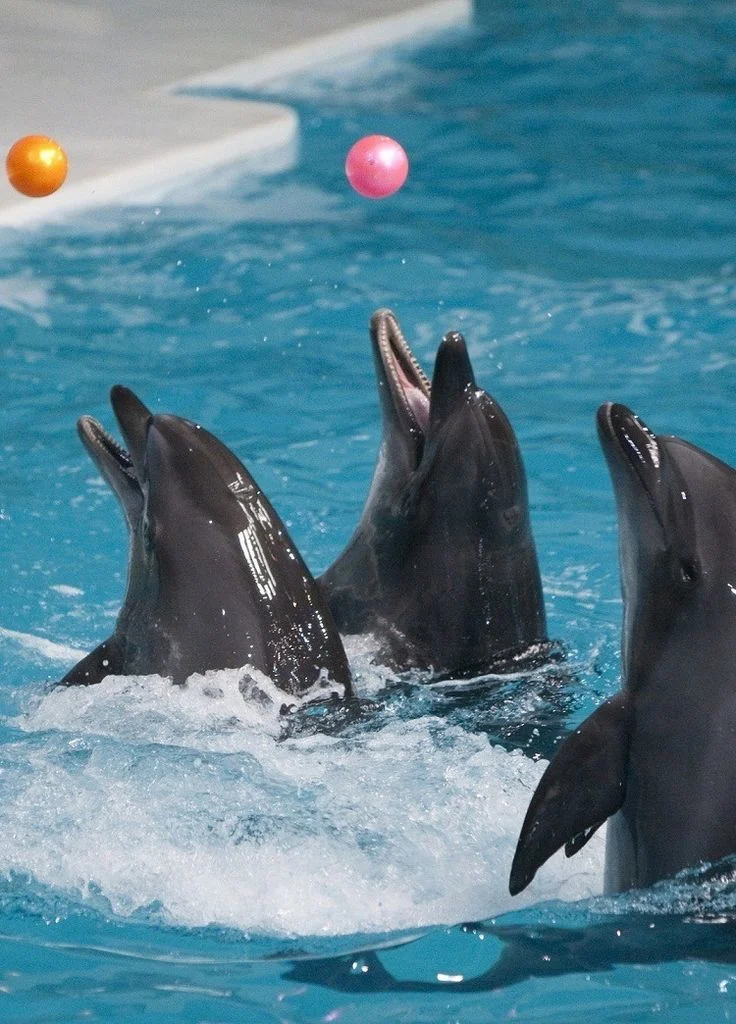Dubai Dolphinarium Entry & Show Tickets