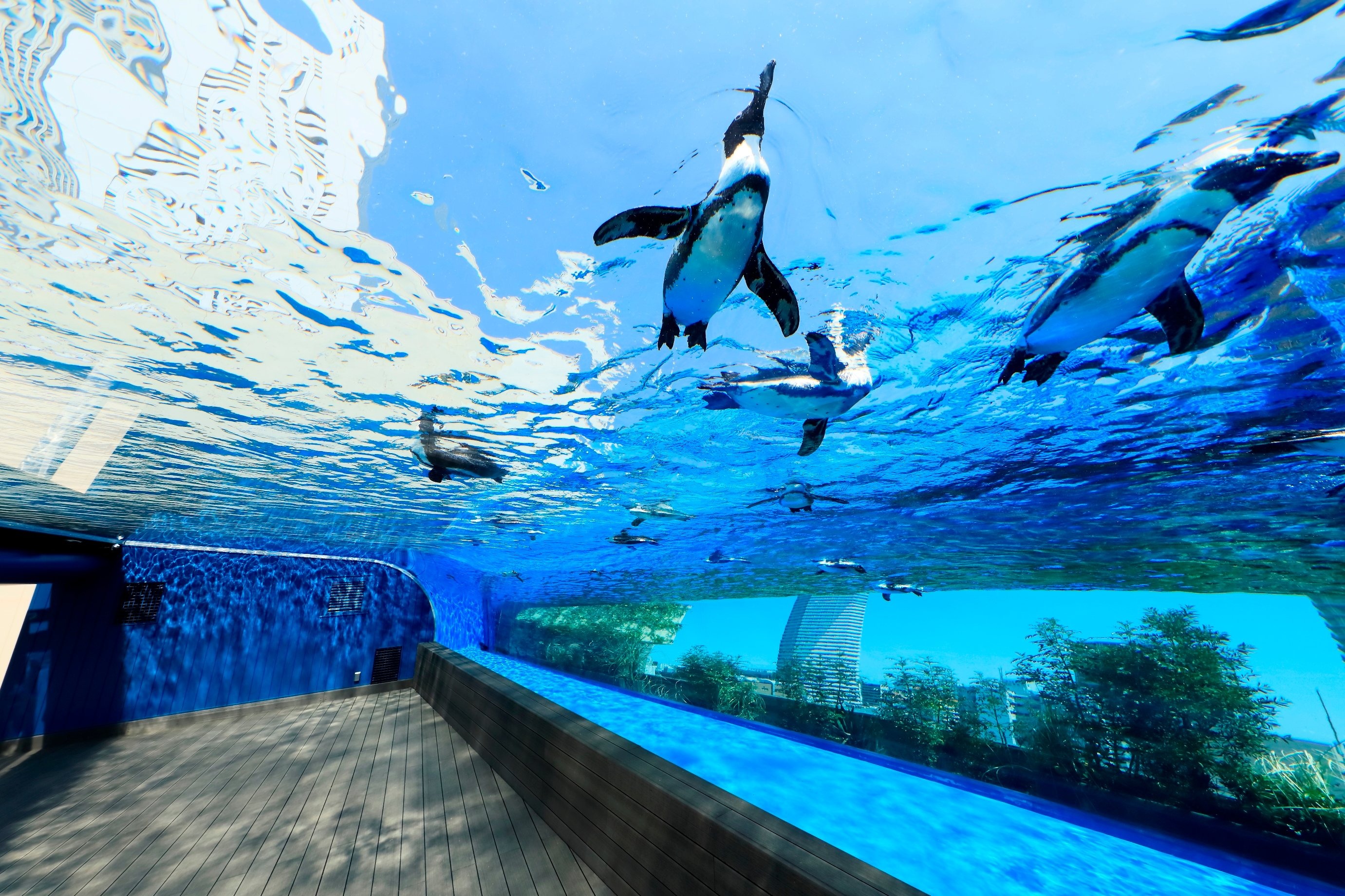 Sunshine Aquarium Admission Tickets