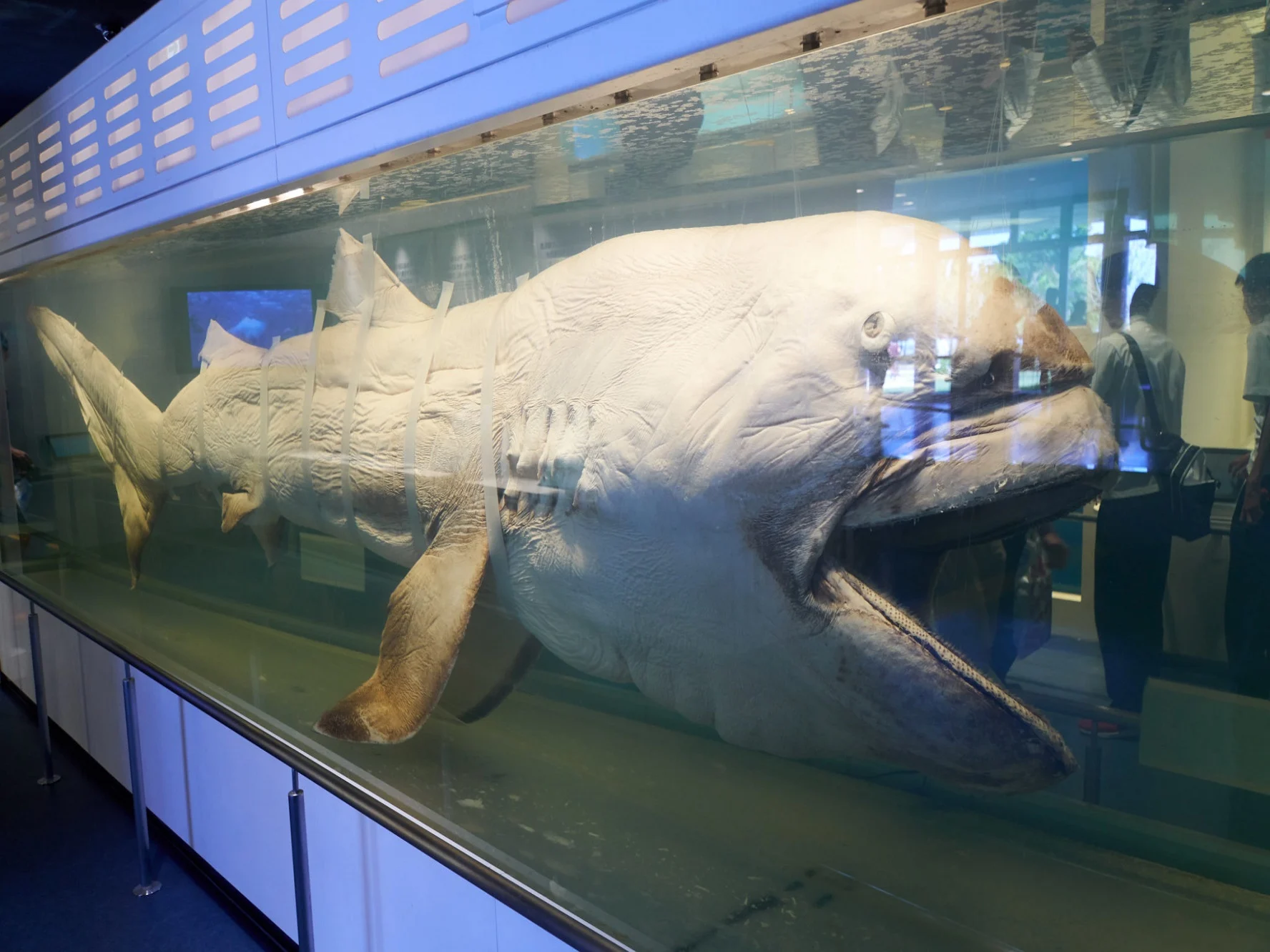 Okinawa Churaumi Aquarium Tickets